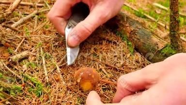热衷于采蘑菇.. 用<strong>锯齿</strong>状的刀在森林里割蘑菇。 双手小心切割，清洁，带走
